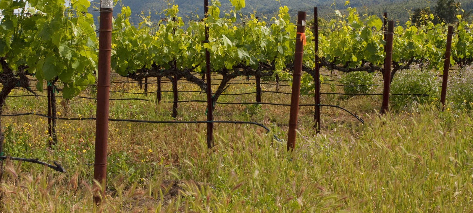 Domaine de la Solitude, Châteauneuf-du-Pape, France
