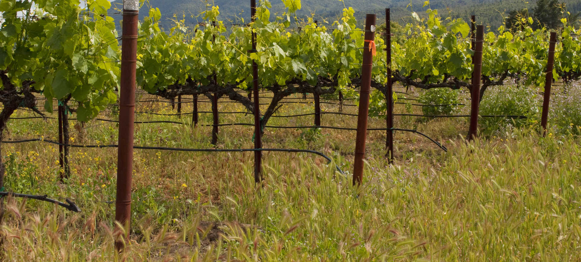 Domaine de la Solitude winery in Châteauneuf-du-Pape, France