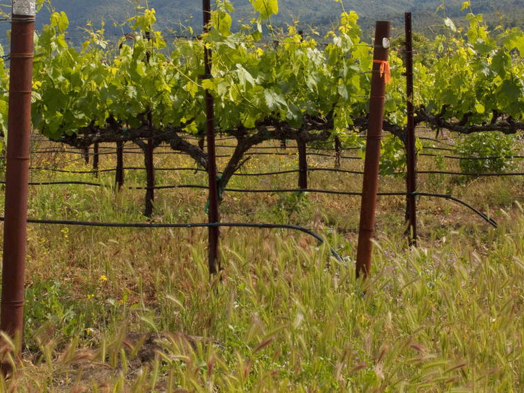 Domaine de la Solitude, Châteauneuf-du-Pape, France