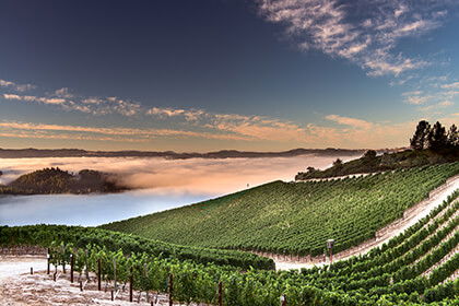 Peter Michael Winery, Winery in Calistoga