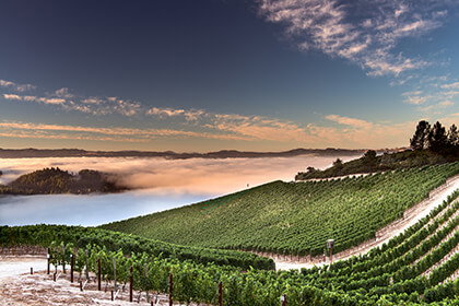 Peter Michael Winery