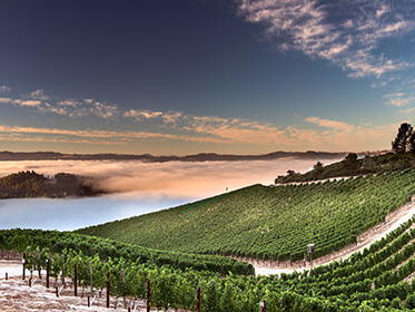 Peter Michael Winery, Calistoga, United States