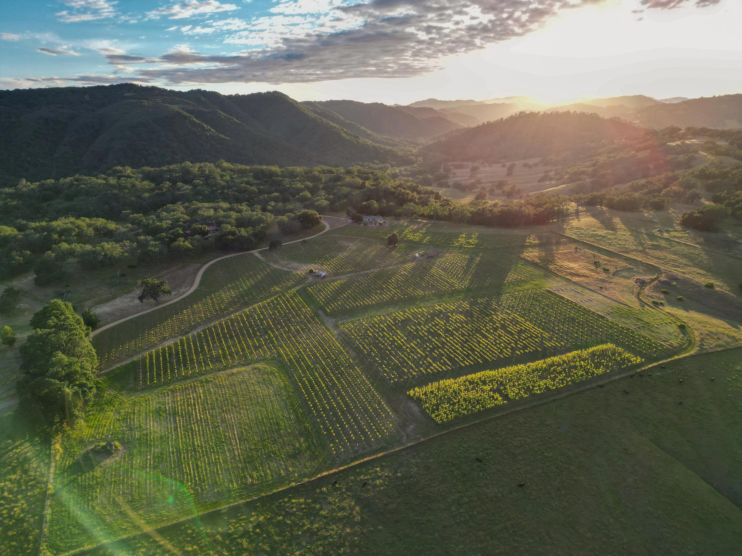 Ledge Vineyards winery in Paso Robles