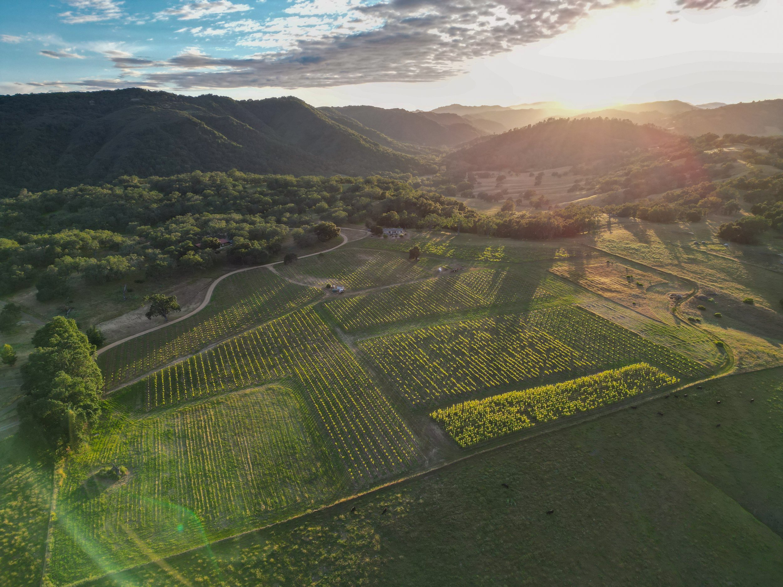 Ledge Vineyards