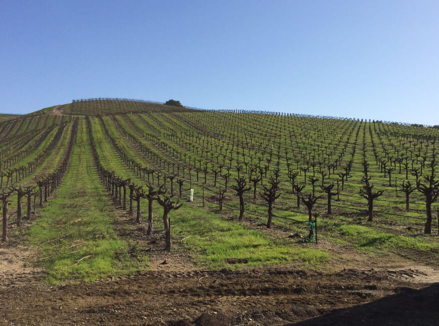 Ledge Vineyards winery in Paso Robles