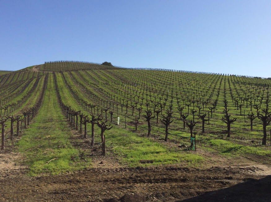 Ledge Vineyards, Paso Robles, United States