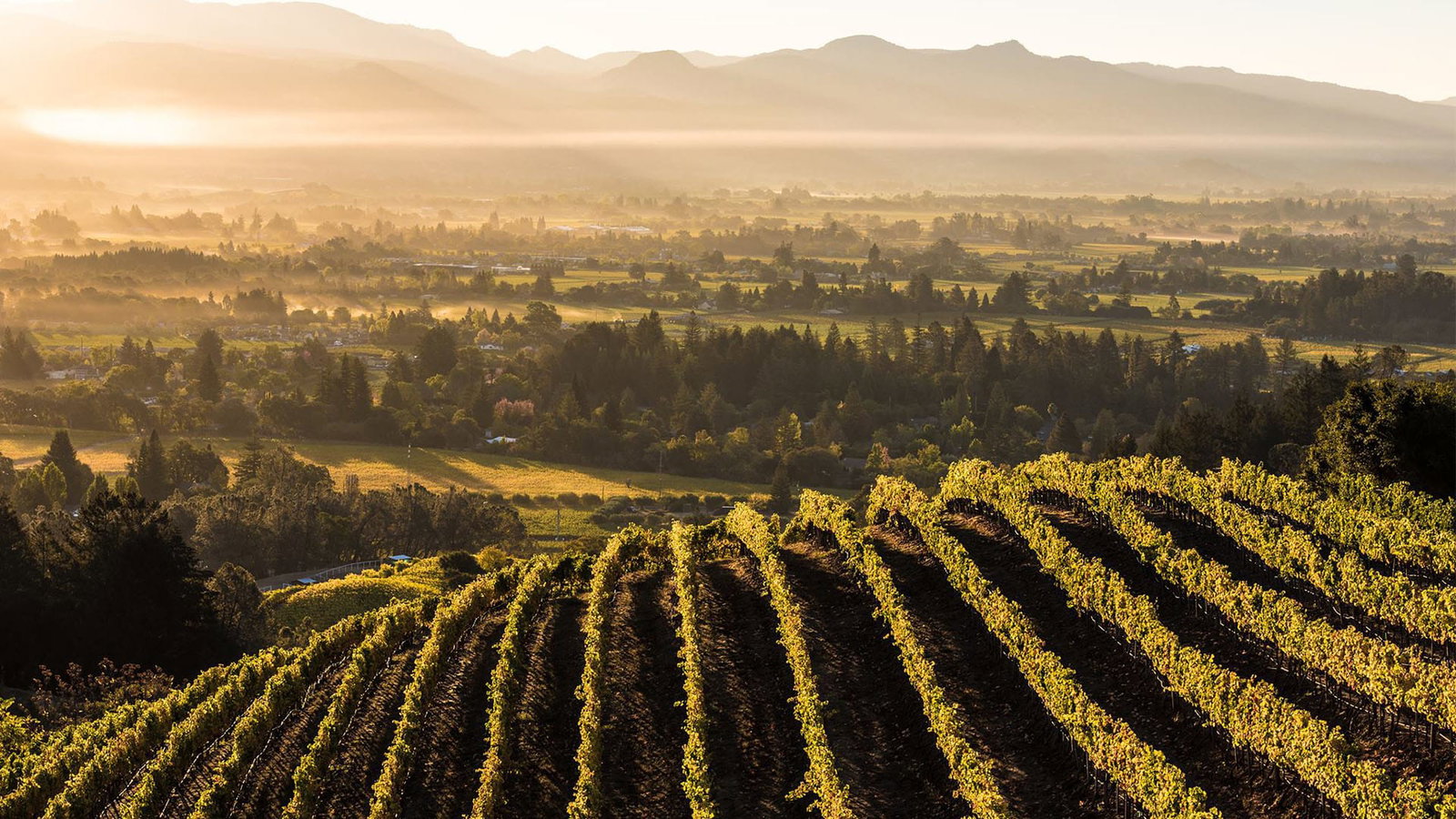 Newton Vineyard, Calistoga, United States