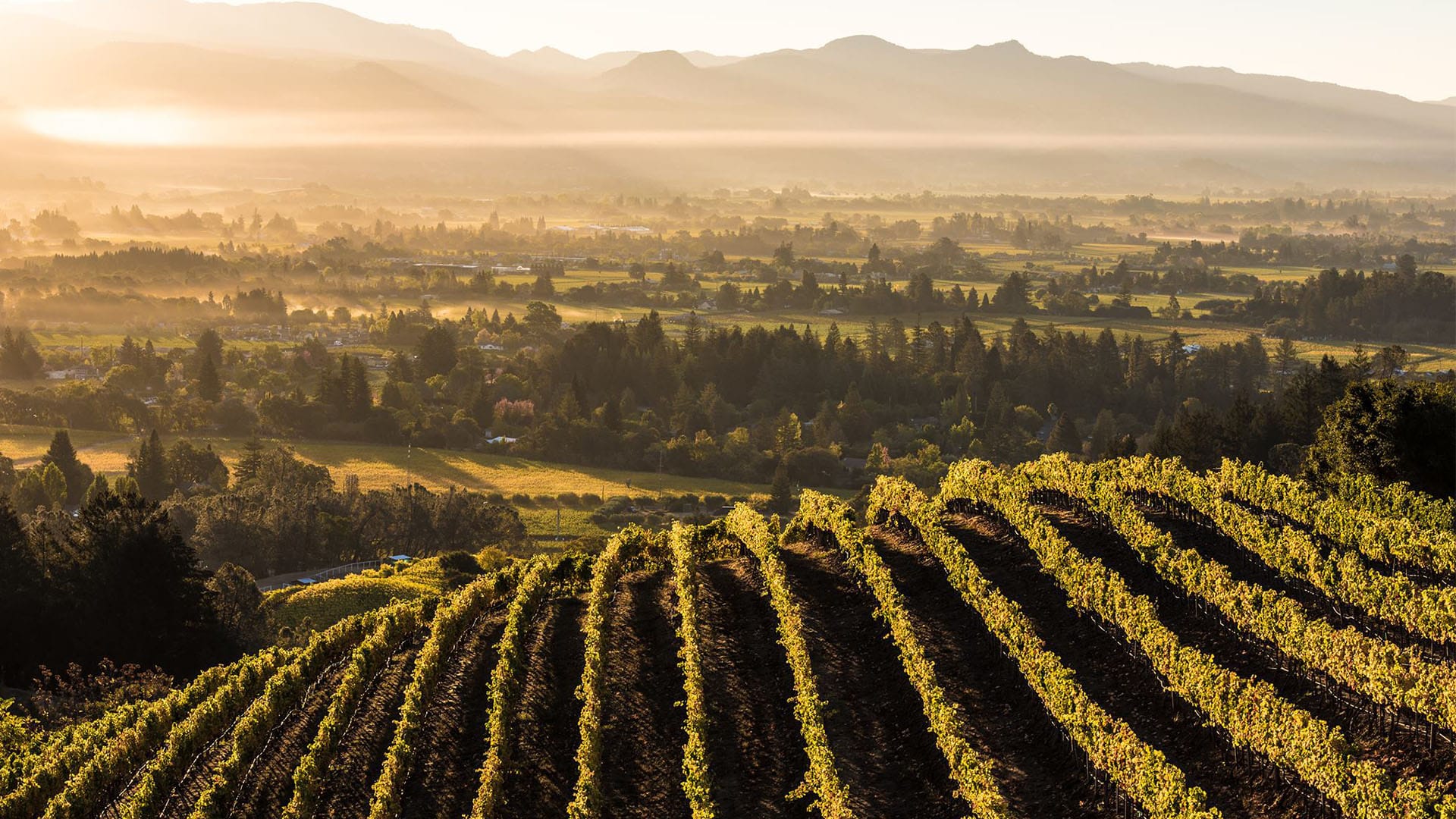 Newton Vineyard winery in Calistoga, United States
