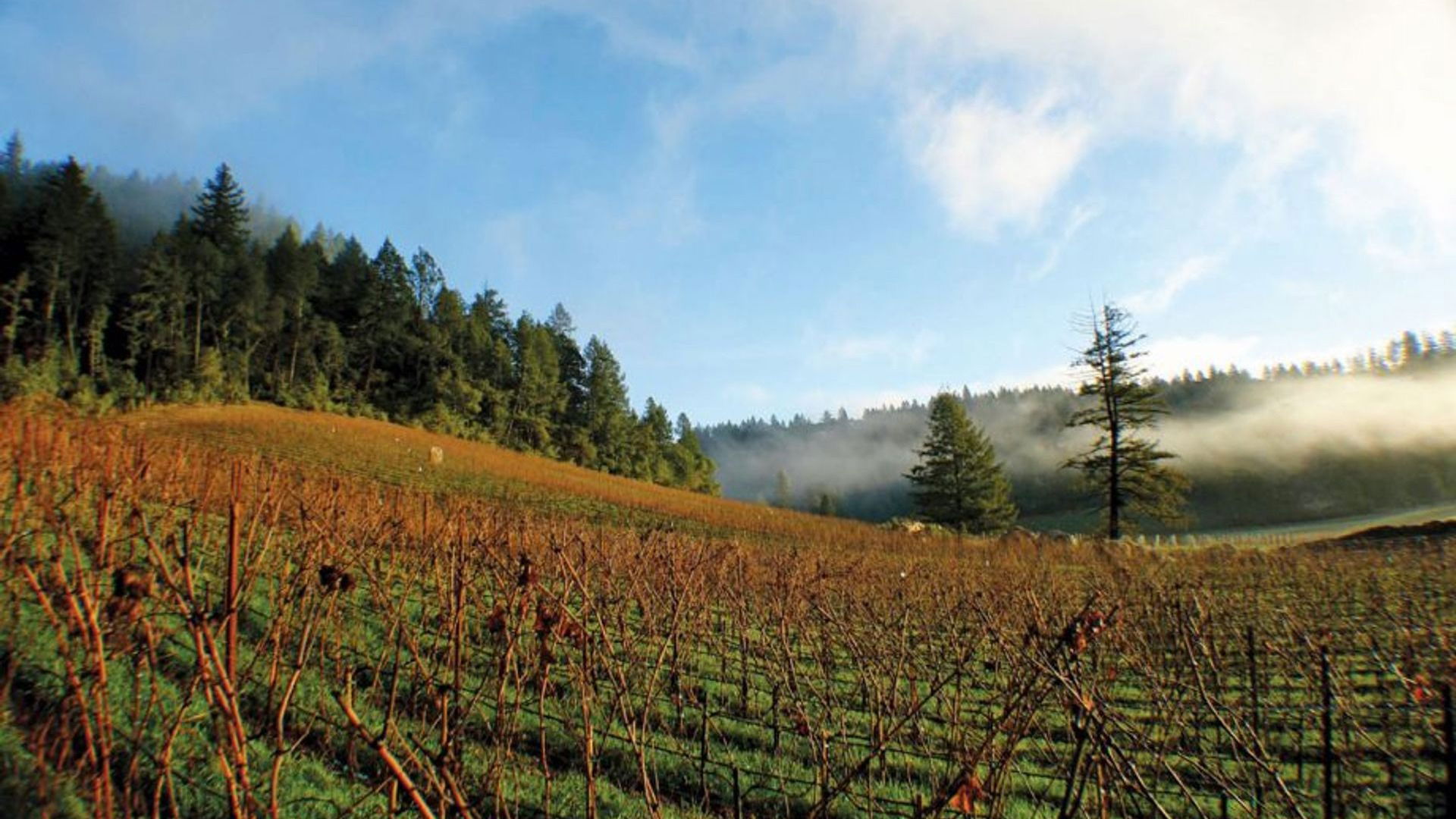 Hundred Acre, Winery in Napa