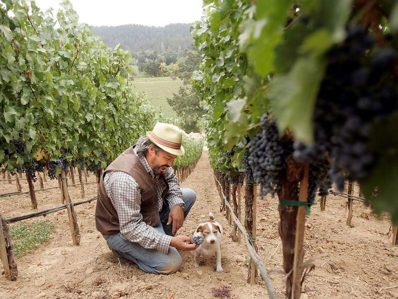 Hundred Acre, Winery in Napa