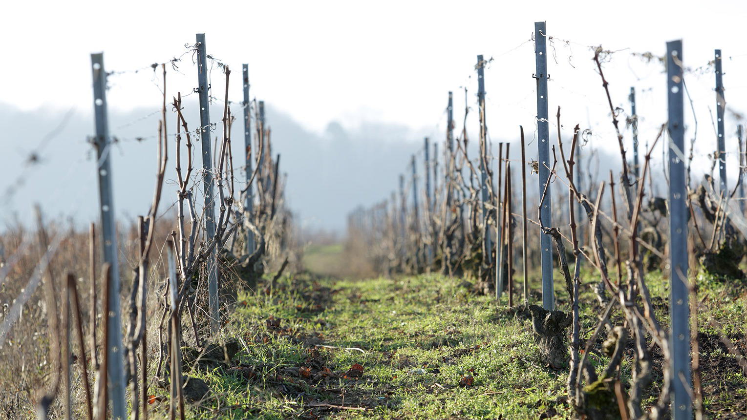 Agrapart & Fils winery in Avize