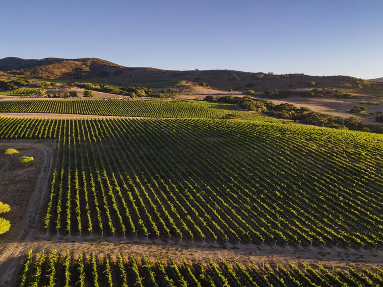 Gainey Vineyard, Santa Ynez, United States