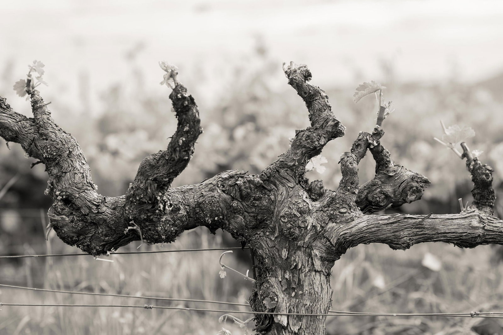 Schrader Cellars