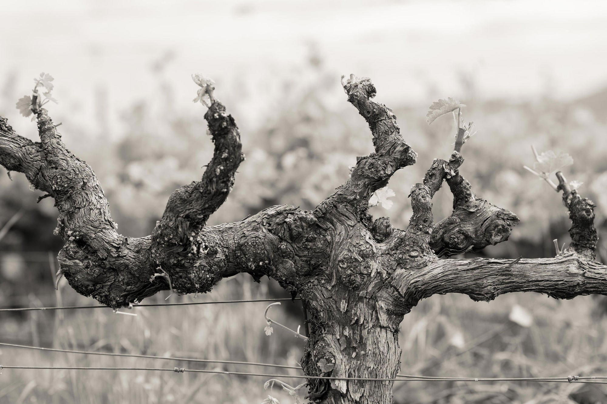 Schrader Cellars, Napa, United States