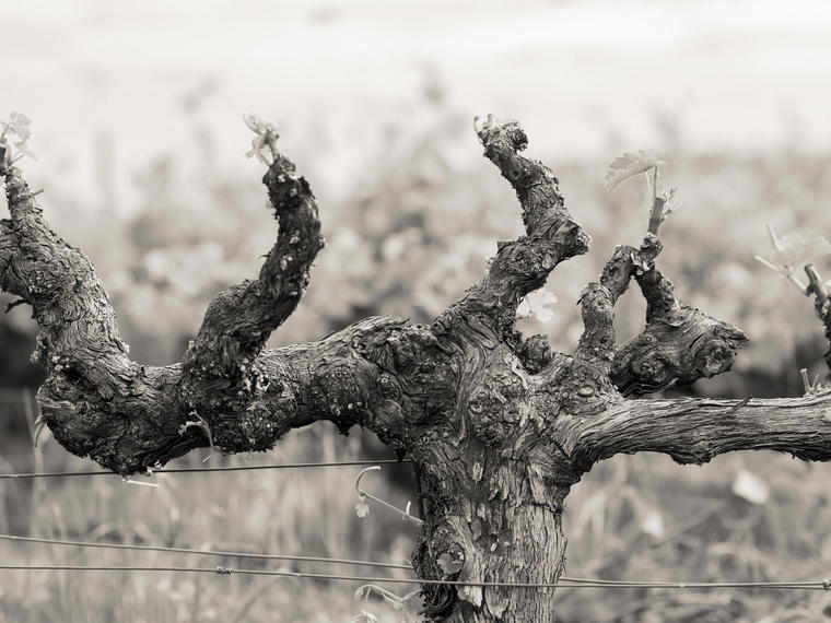Schrader Cellars, Napa, United States