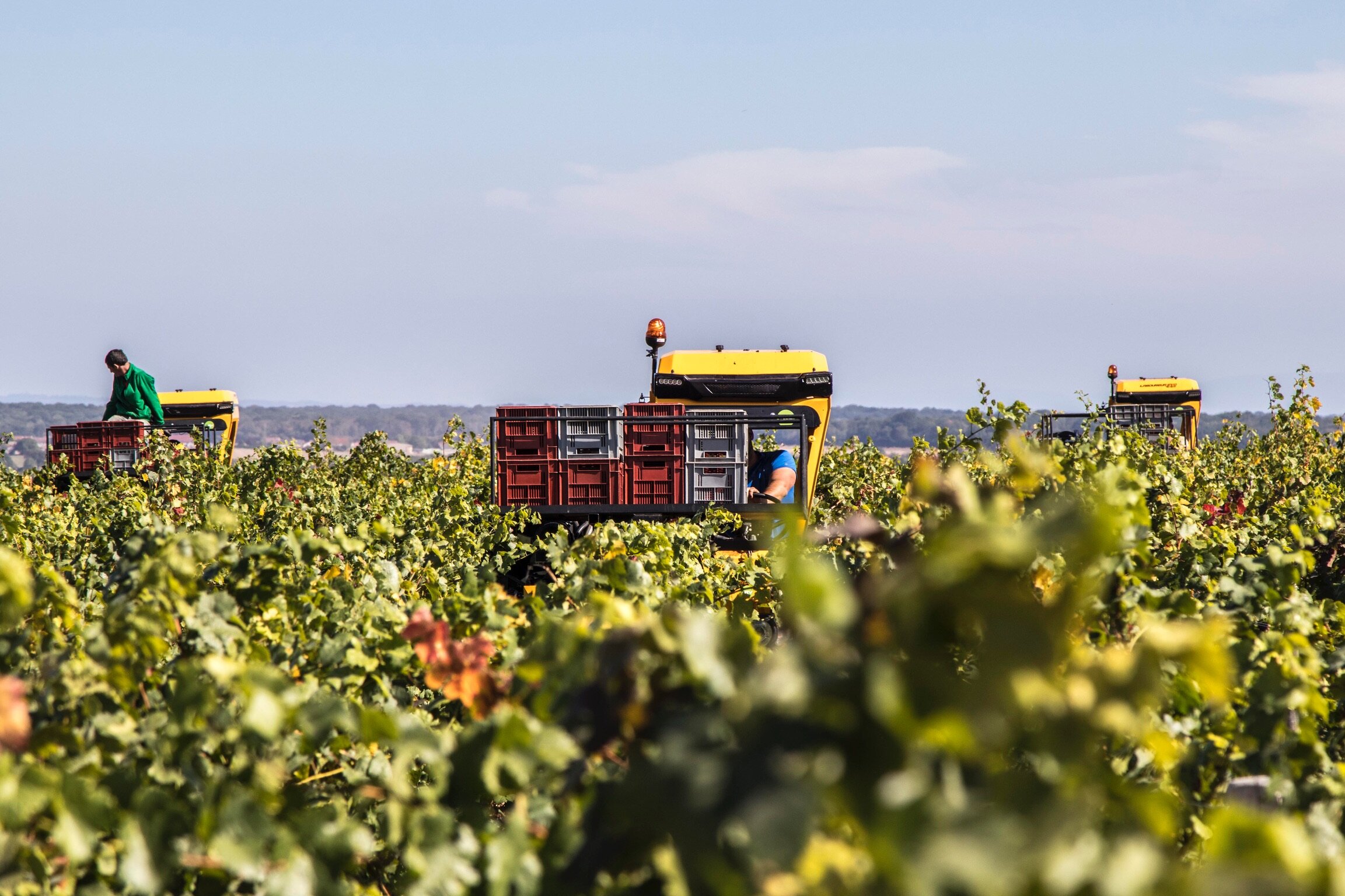 Domaine Leroy