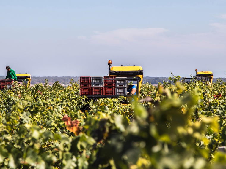 Domaine Leroy, Vosne-Romanée, France
