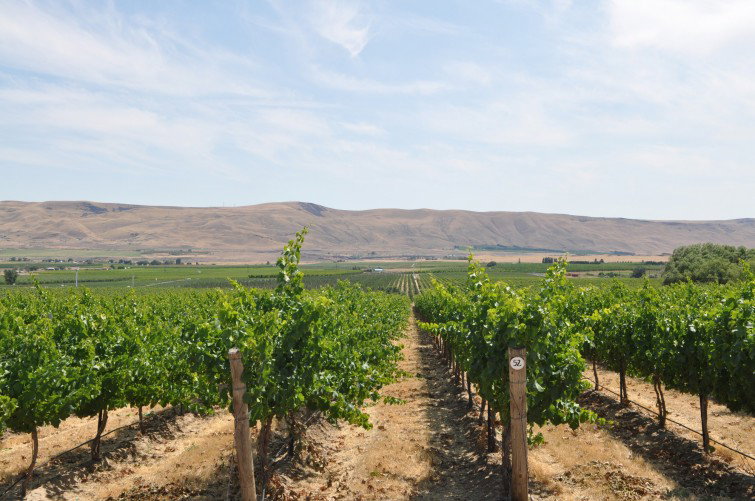 Betz Family Winery