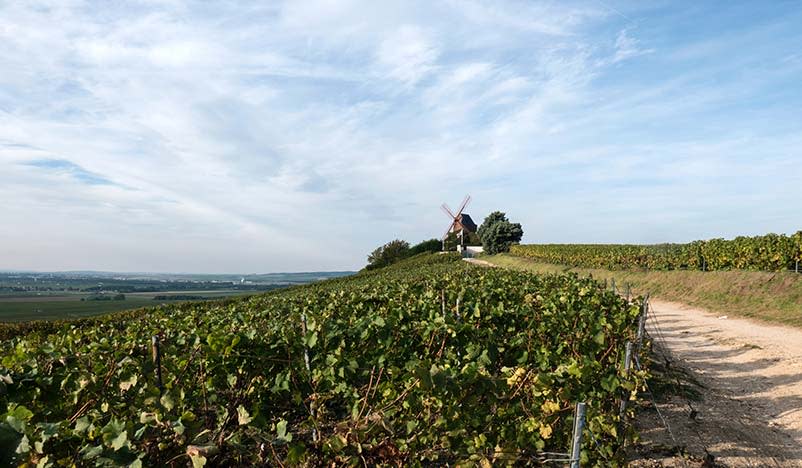Pierre Peters, Le Mesnil-sur-Oger, France