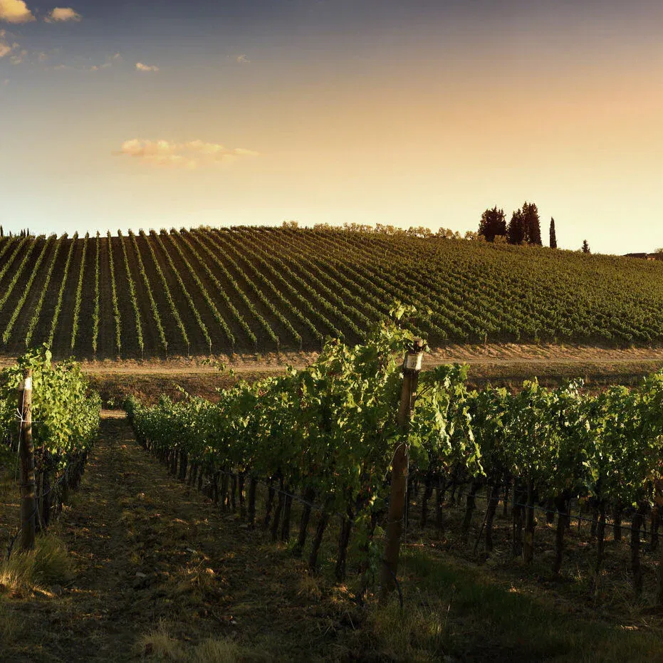 Valdicava Az Agr, Winery in Montalcino