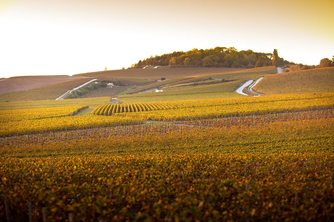 Pol Roger, Winery in Épernay