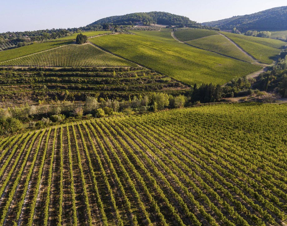 Tenuta Tignanello, Winery in San Casciano in Val di Pesa