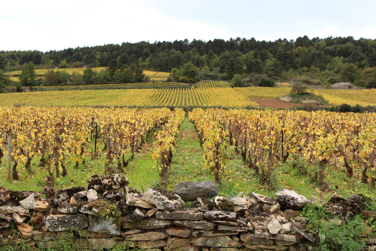 Domaine Jean-Noël Gagnard, Puligny-Montrachet, France