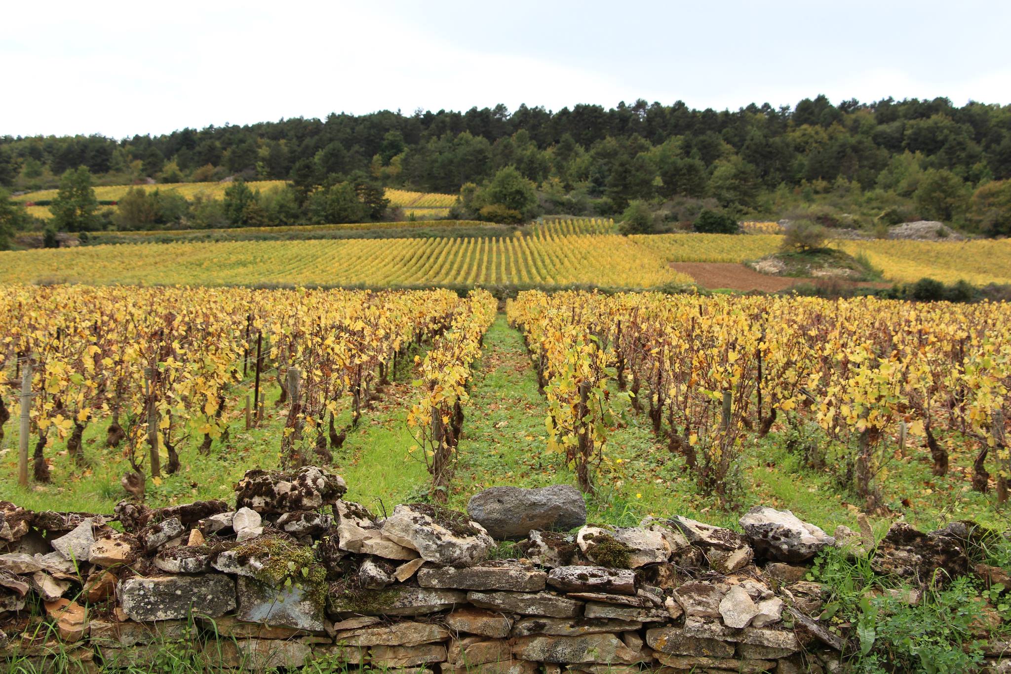 Domaine Jean-Noël Gagnard, Winery in Puligny-Montrachet