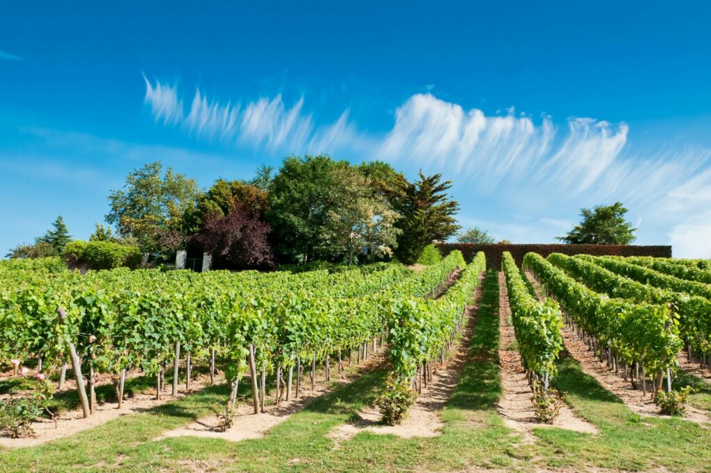 Didier Dagueneau winery in Saint-Andelain