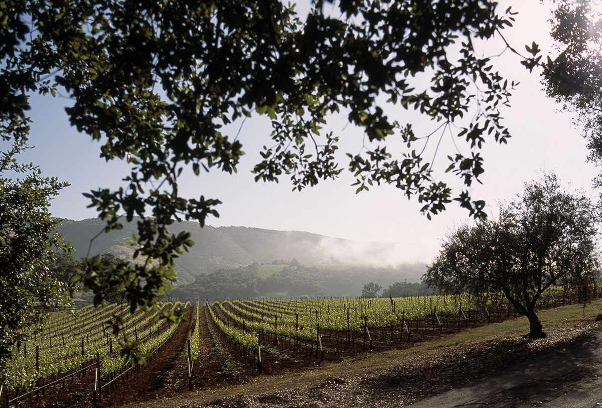 BOND Winery, Winery in Napa