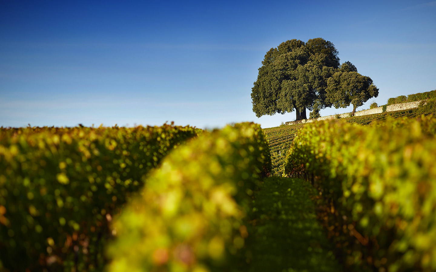 Château Pavie, Saint-Émilion, France