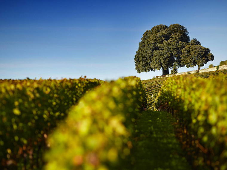Château Pavie, Saint-Emilion, France
