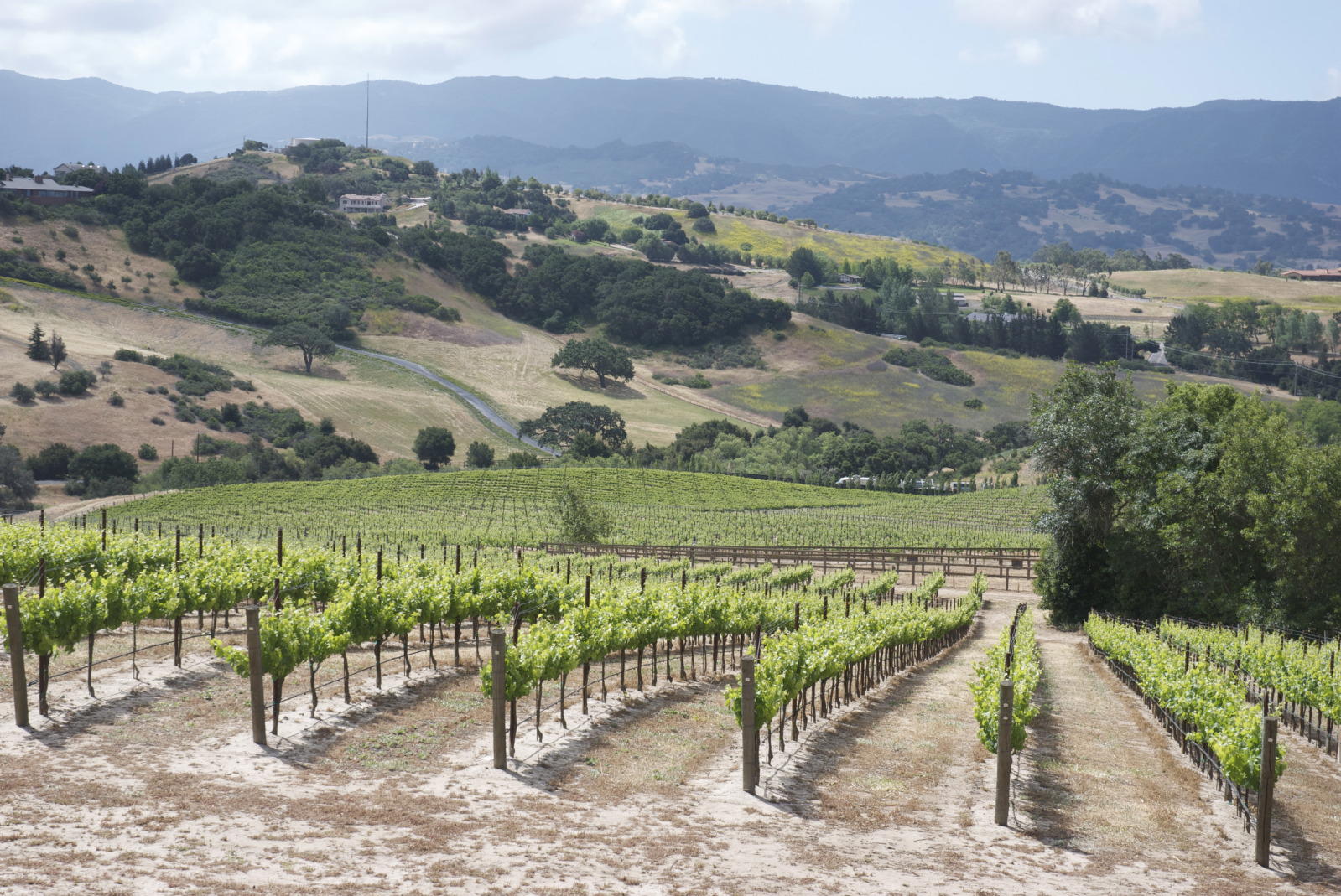 SAMsARA Wine Co., Goleta, United States