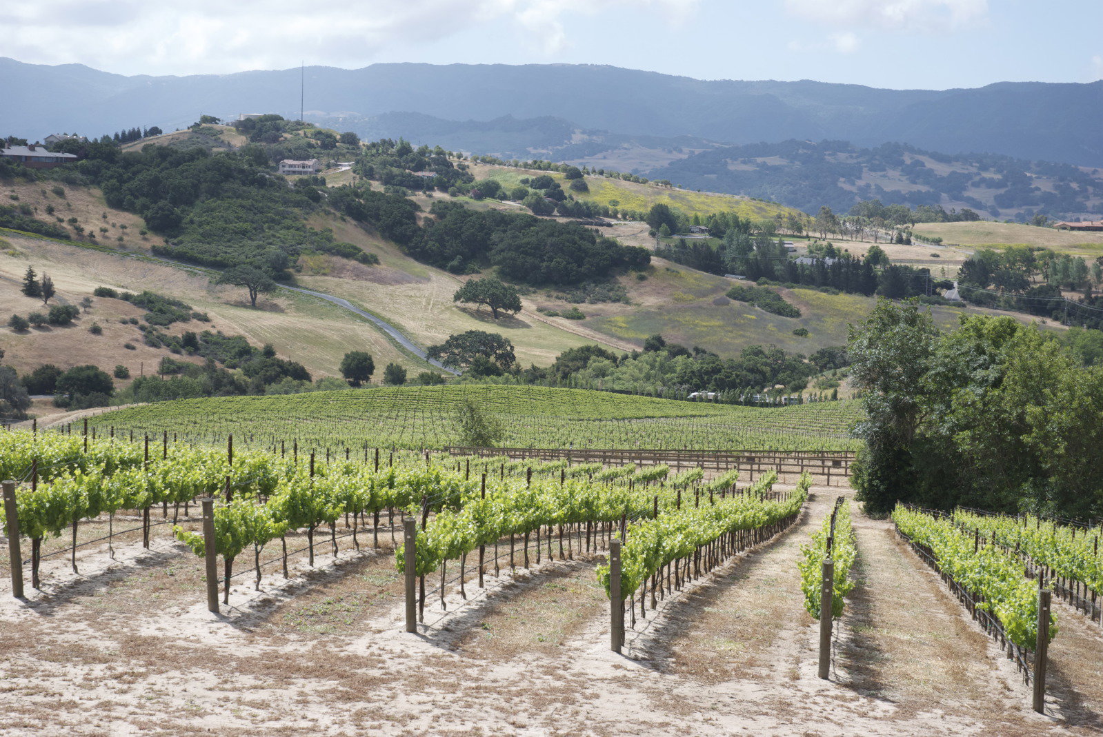 SAMsARA Wine Co.