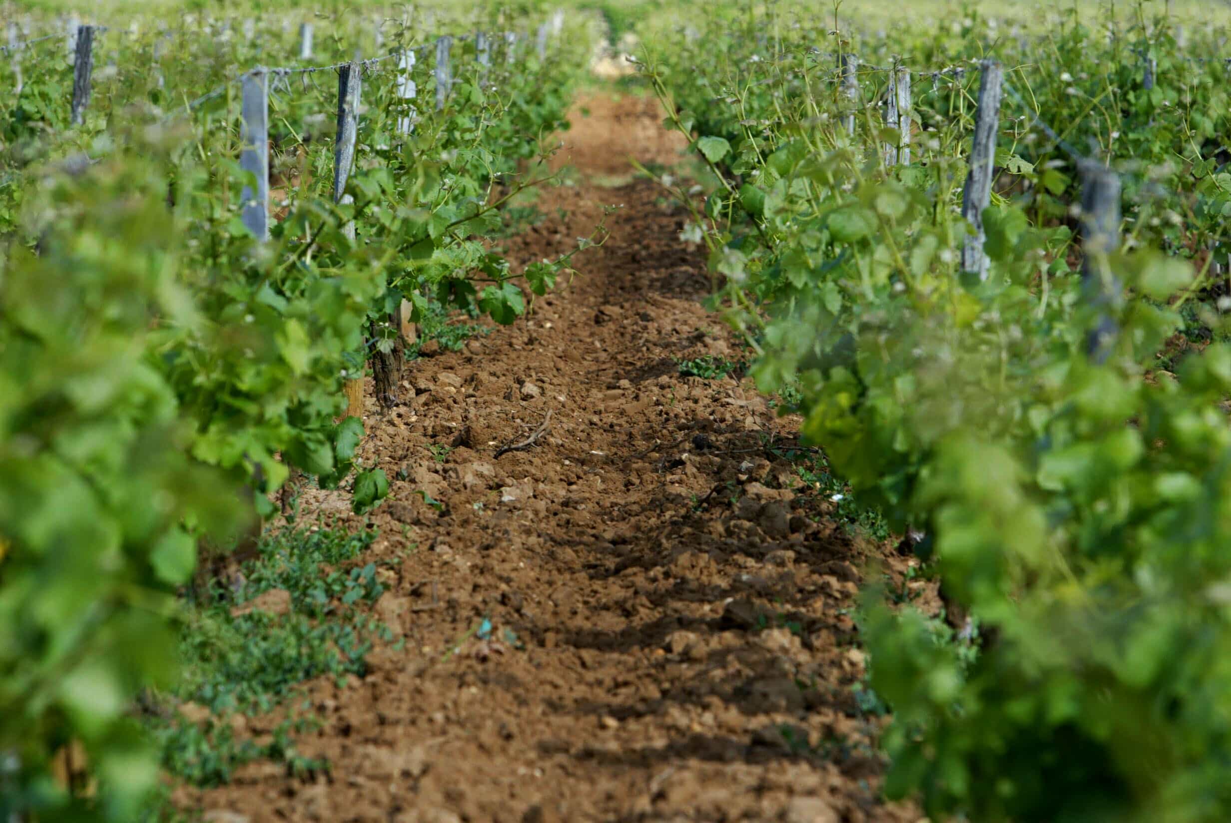 Château Climens winery in Barsac