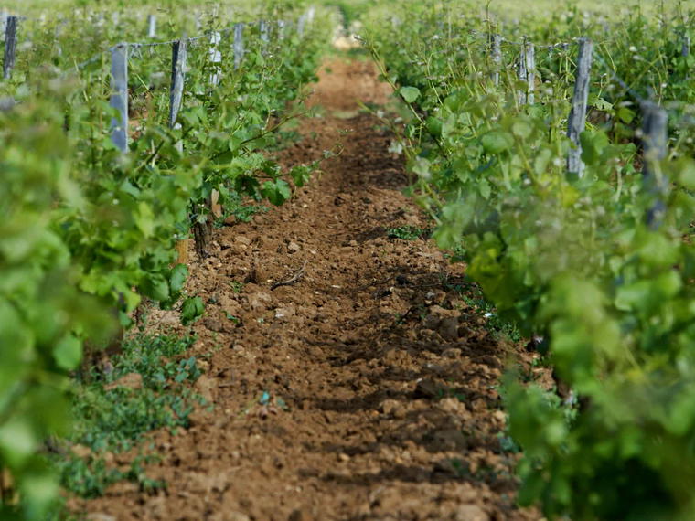 Château Climens, Barsac, France