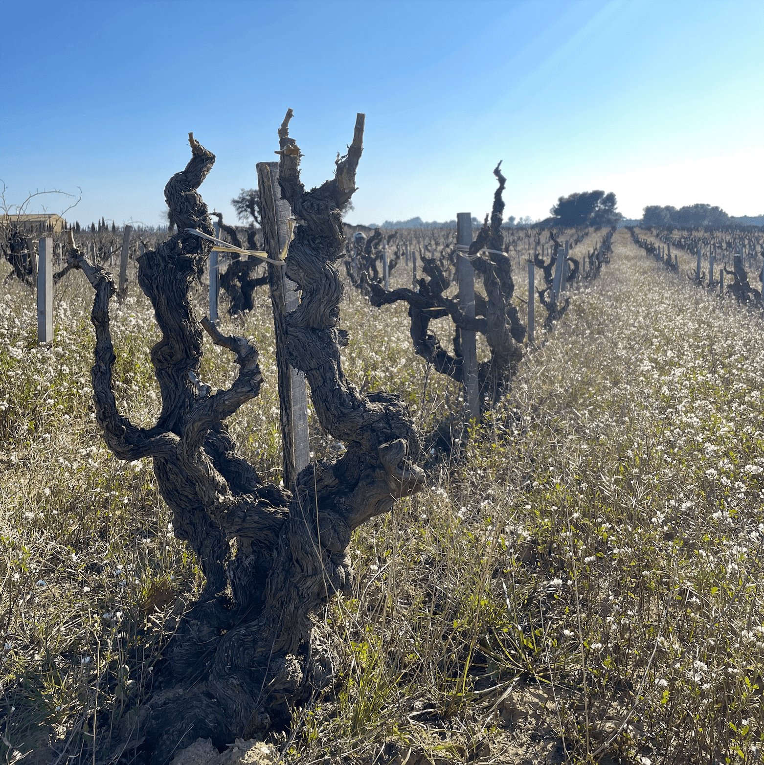 Domaine La Barroche winery in Châteauneuf-du-Pape, France