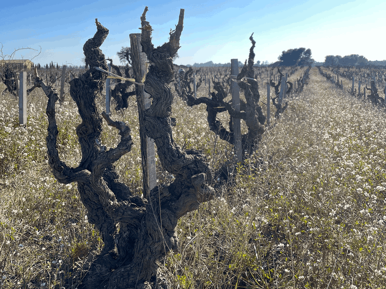 Domaine La Barroche, Châteauneuf-du-Pape, France