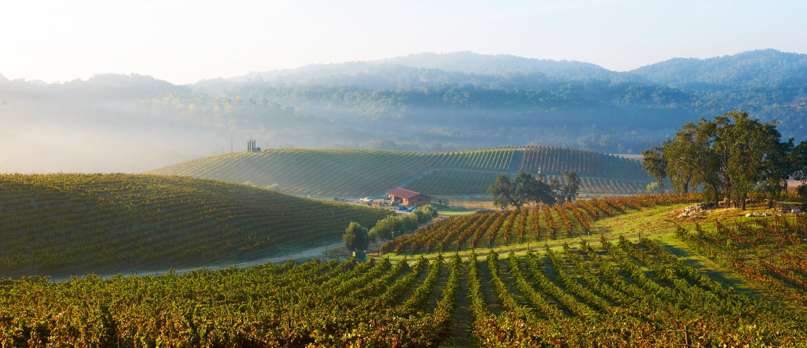 Tablas Creek Vineyard, Paso Robles, United States