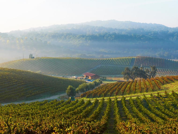 Tablas Creek Vineyard, Paso Robles, United States