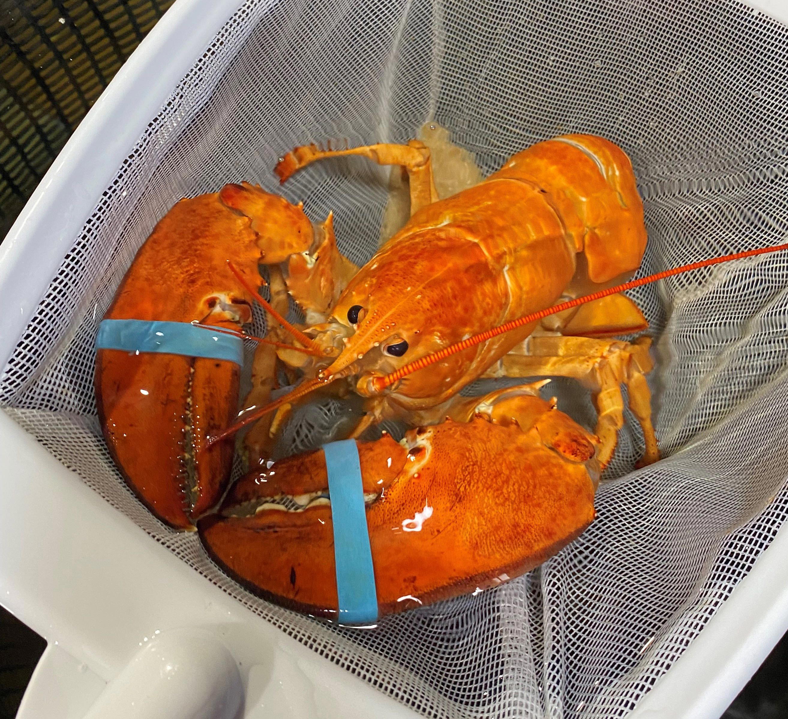 Crustacean, San Francisco, United States