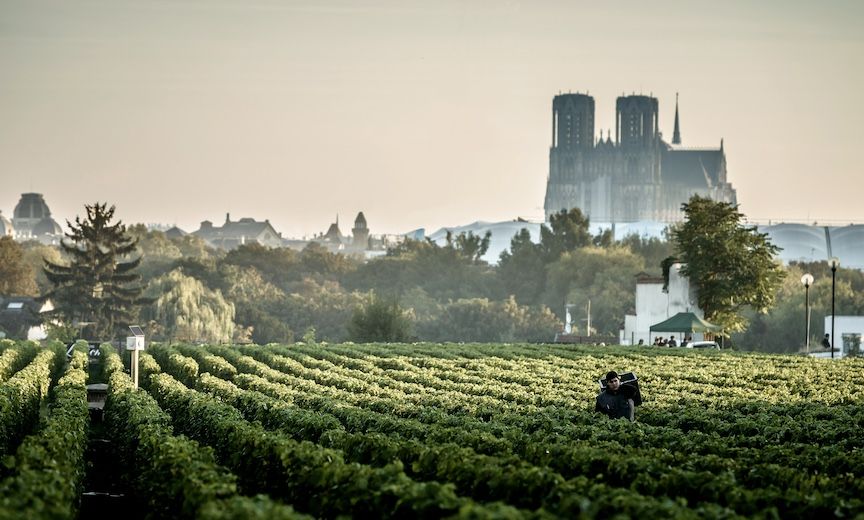 Lanson winery in Tours-sur-Marne