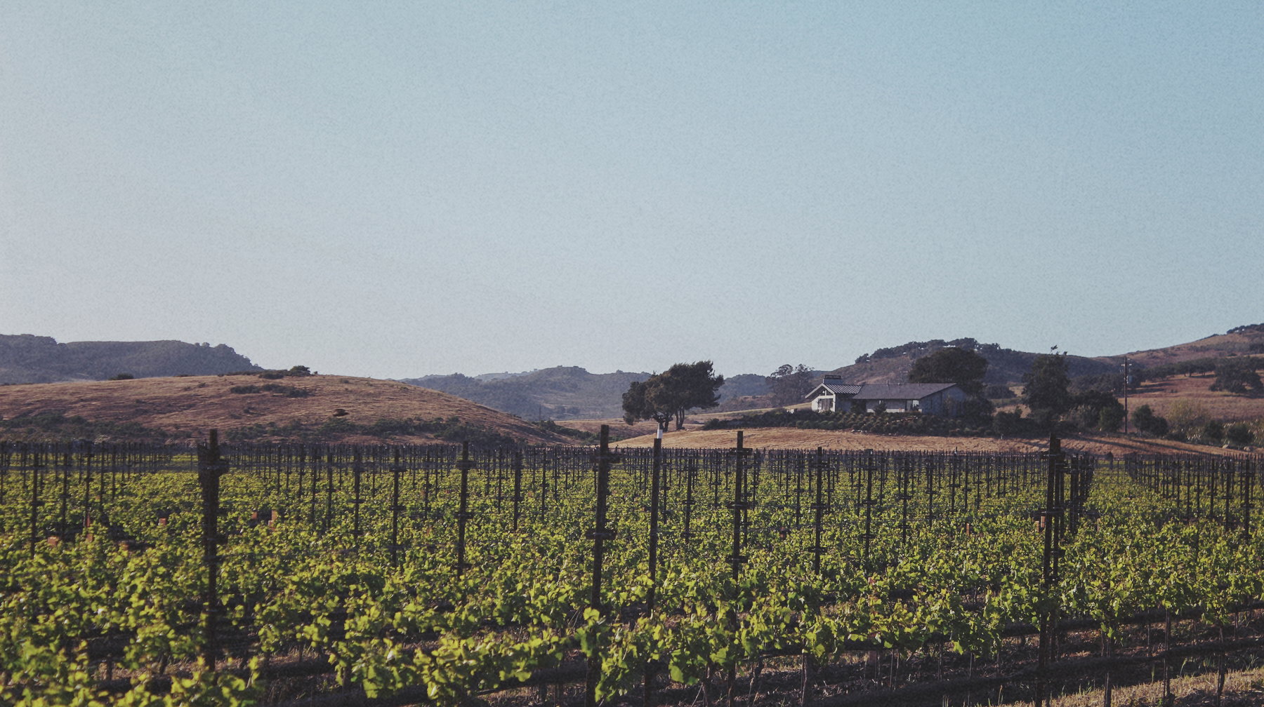 Tyler Winery winery in Lompoc, United States