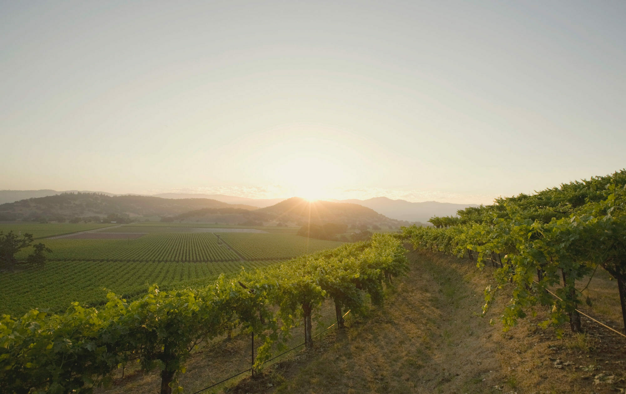 Vine Hill Ranch