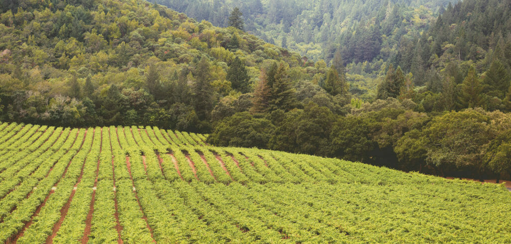 Vine Hill Ranch winery in Oakville, United States