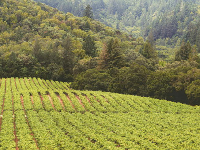 Vine Hill Ranch, Oakville, United States
