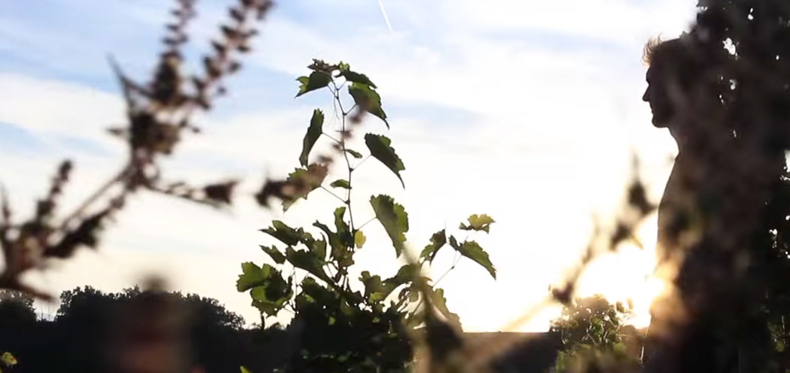 Domaine M&S Ogier D'Ampuis, Winery in Ampuis