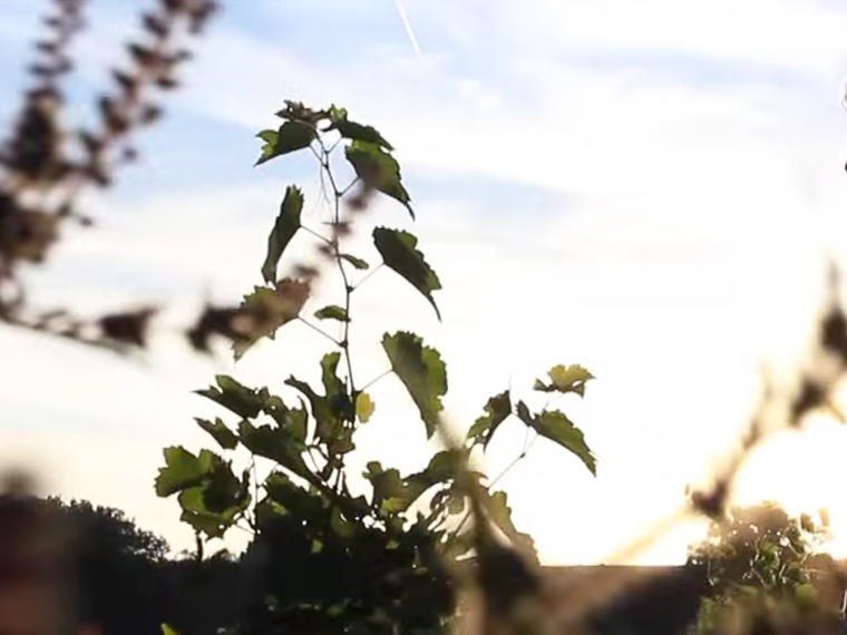 Domaine M&S Ogier D'Ampuis, Ampuis, France