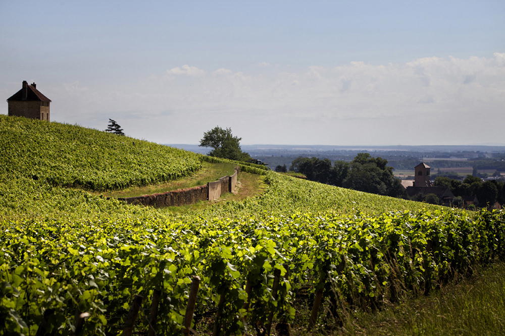 Domaine Denis Mortet, Gevrey-Chambertin, France