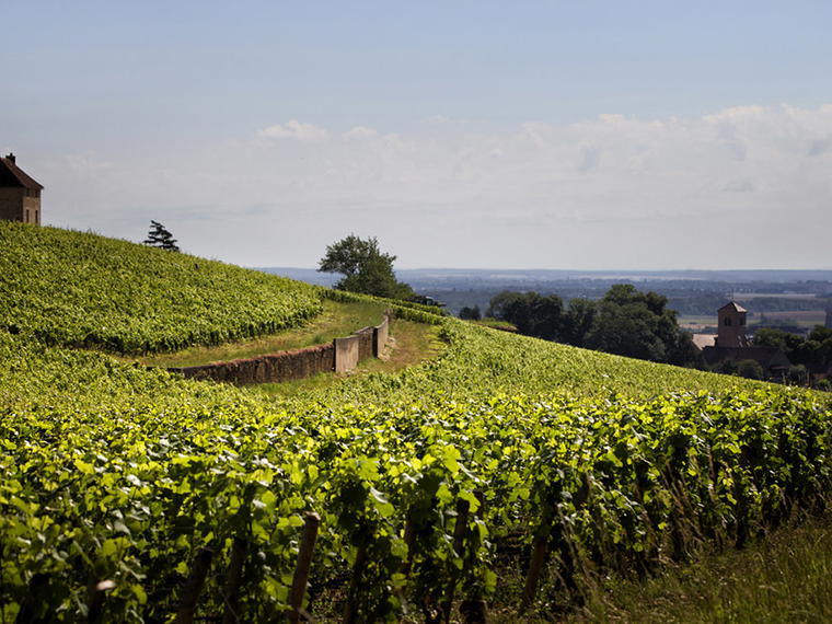 Domaine Denis Mortet, Gevrey-Chambertin, France